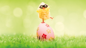 Ein Ei im Nest!