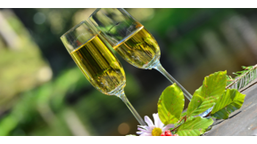 Wipfelgluck Baumhaushotel Ohg Gutscheinshop 1 Sekt Fruhstuck