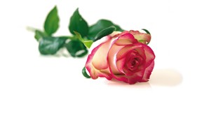 Valentinstag 14. Februar