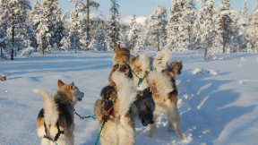 7-Tage Huskytour im schwedischen Hochfjäll 