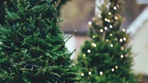 Gesundheit zu Weihnachten